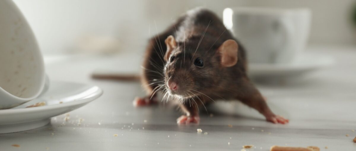 Protect Your NYC Apartment Building Complex from Rats
