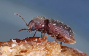 FOUR HANDY TIPS TO KEEP PESTS OUT OF YOUR NEW YORK CITY CUPBOARDS