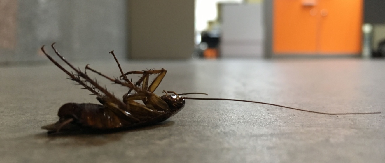 Top 5 Signs You Have a Cockroach Problem in Your NYC Office Building