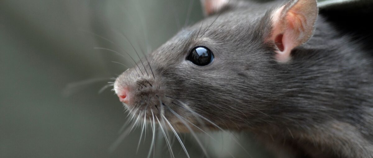 Rat Problems in Manhattan Apartment Buildings