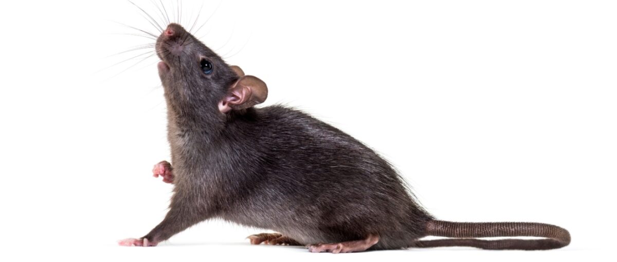 Protect Your NYC Office Building from Rats