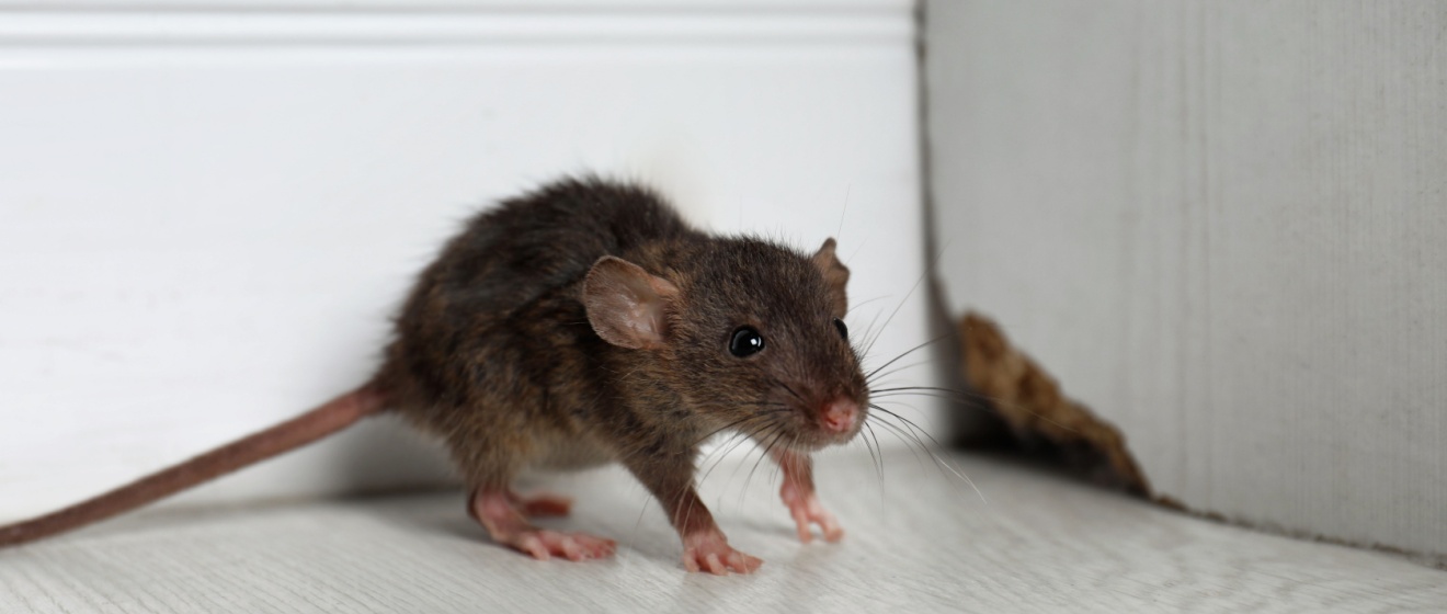 Protect Your NYC Apartment Building from Rats and Mice