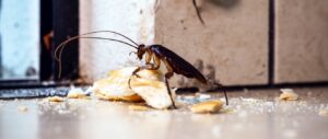 How Do I Get Rid of a Cockroach Problem in My Manhattan Apartment Building?