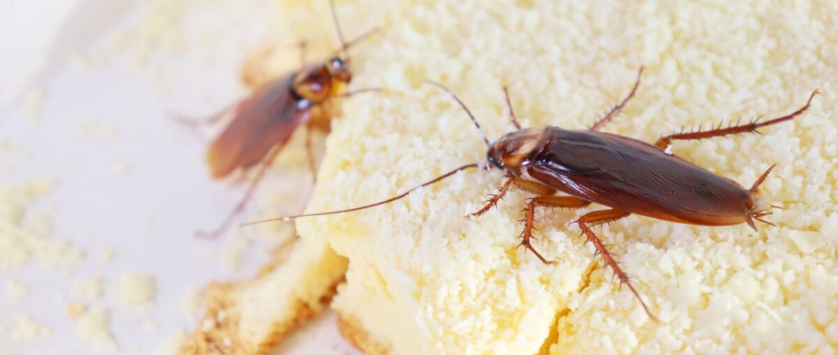 What Should I Do if I Have a Cockroach Problem in My Restaurant?