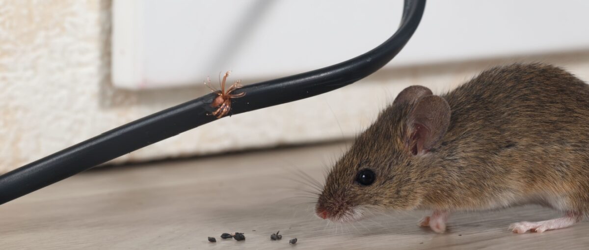 NYC Office Building Rodent Control Experts