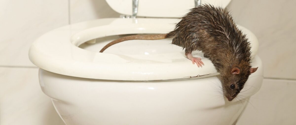 Rodent Problems Are a Disaster for Hotels