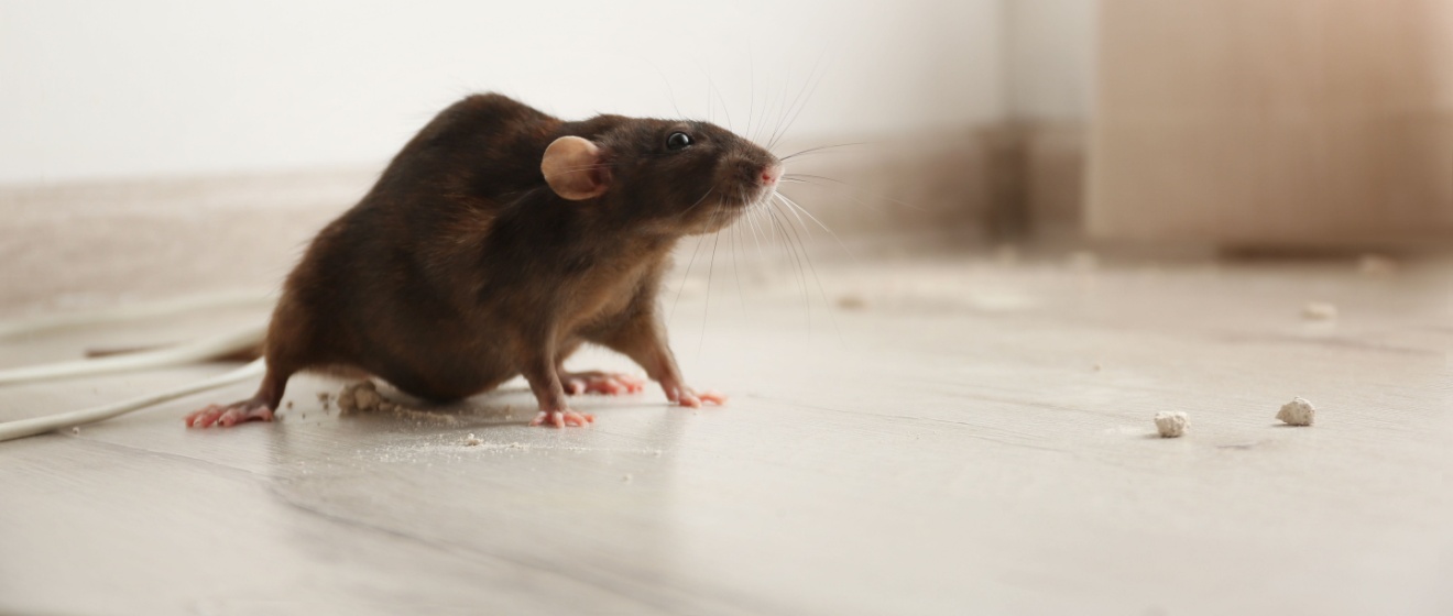 Rat and Mice Problems in NYC Apartment Buildings