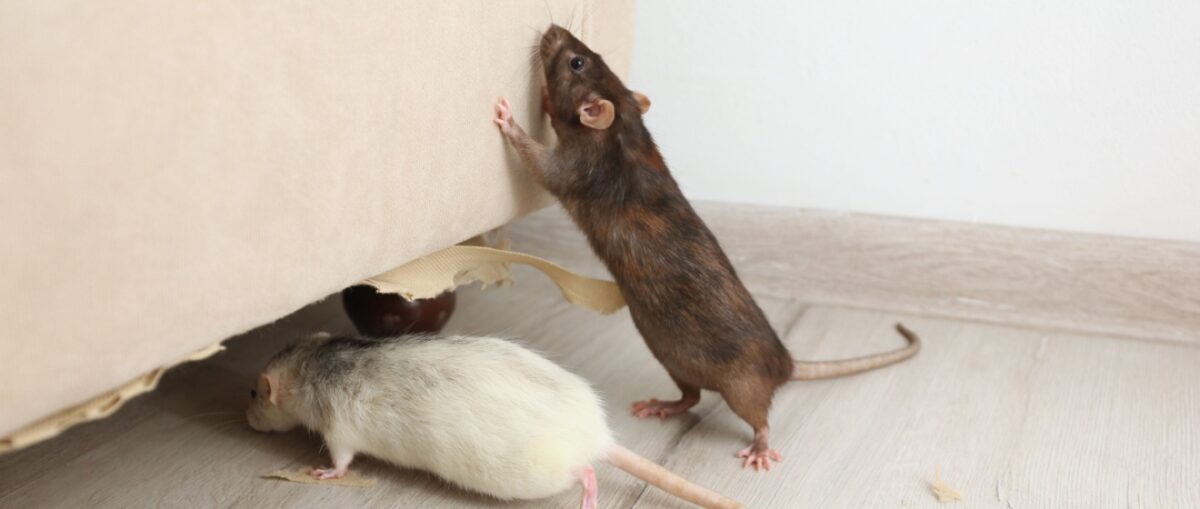 Professional Rat Control for New York Apartment Buildings