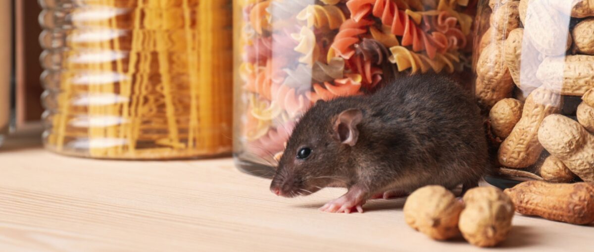 What Should I Do If I Have Rats in My Manhattan Restaurant?