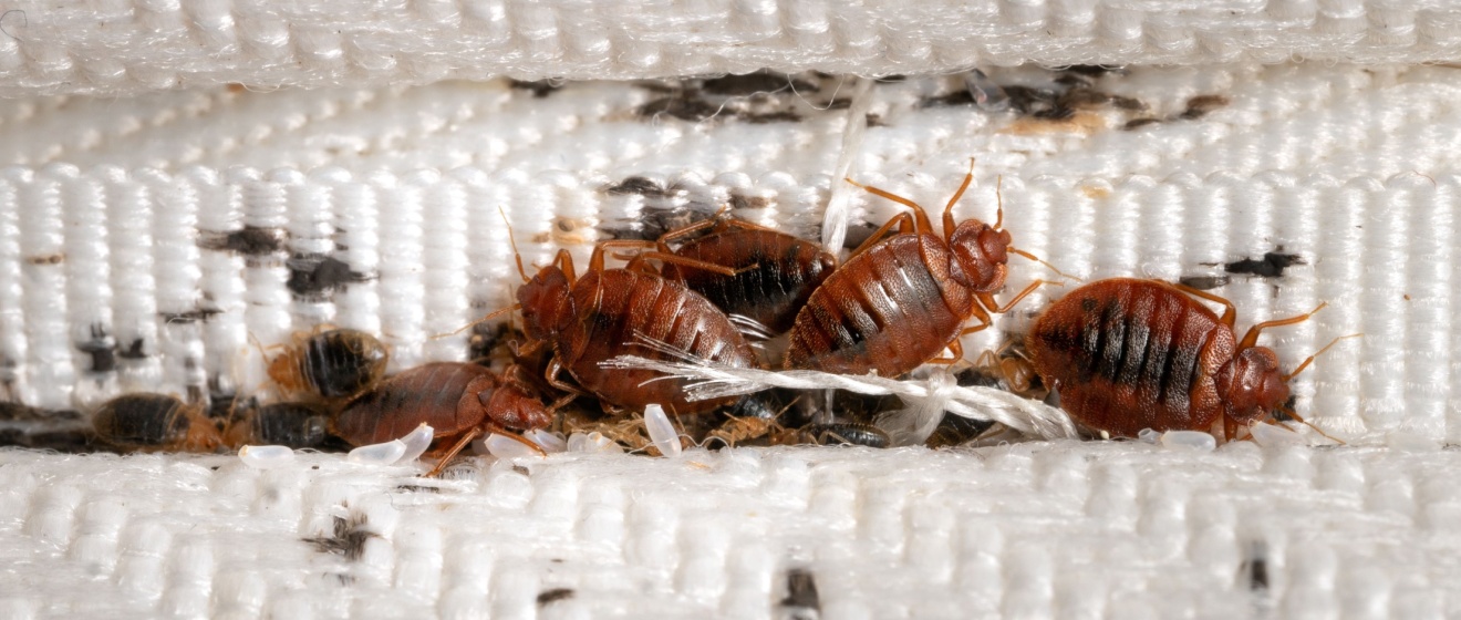 What Should I Do If My NYC Commercial Property Has Bed Bugs?