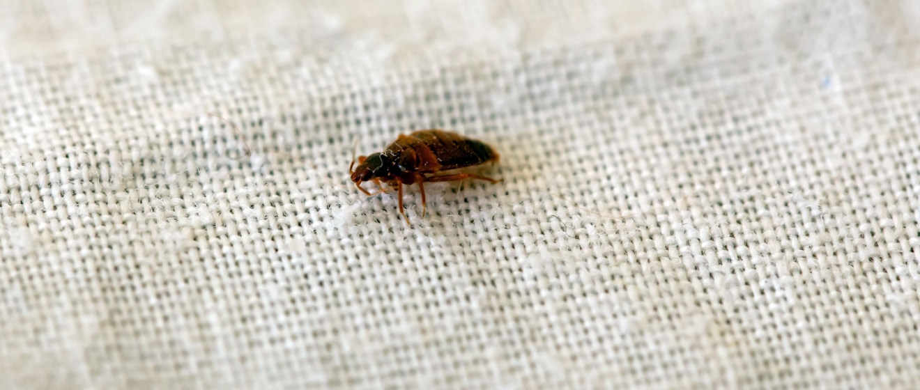 Protect Your New York Hotel from Bed Bugs