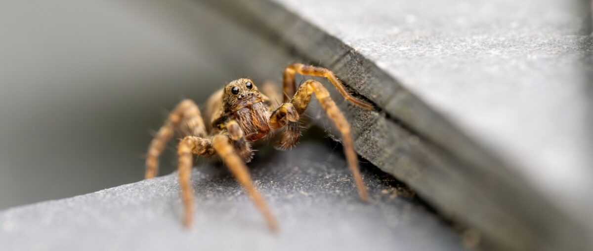 Are Spiders a Common Problem in New York?