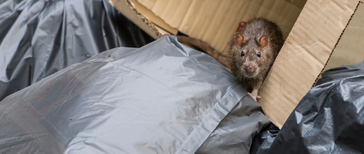 Why NYC’s Density Makes Rodent Control a Challenge