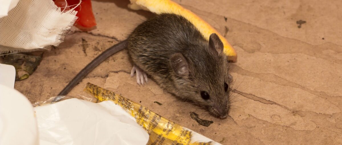 Understanding the Role of Pest Control Professionals in Rodent Management