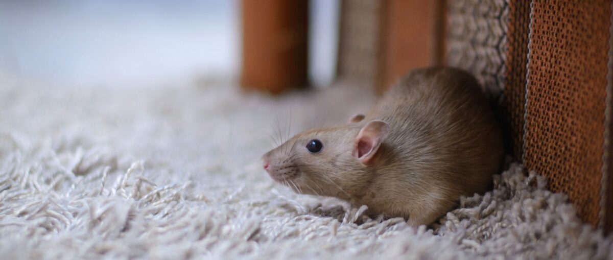 Why Rodent Infestations Are a Common Issue in NYC Apartment Buildings