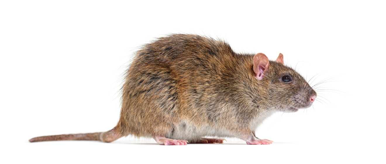 Best Rat and Mouse Exterminators in New York City