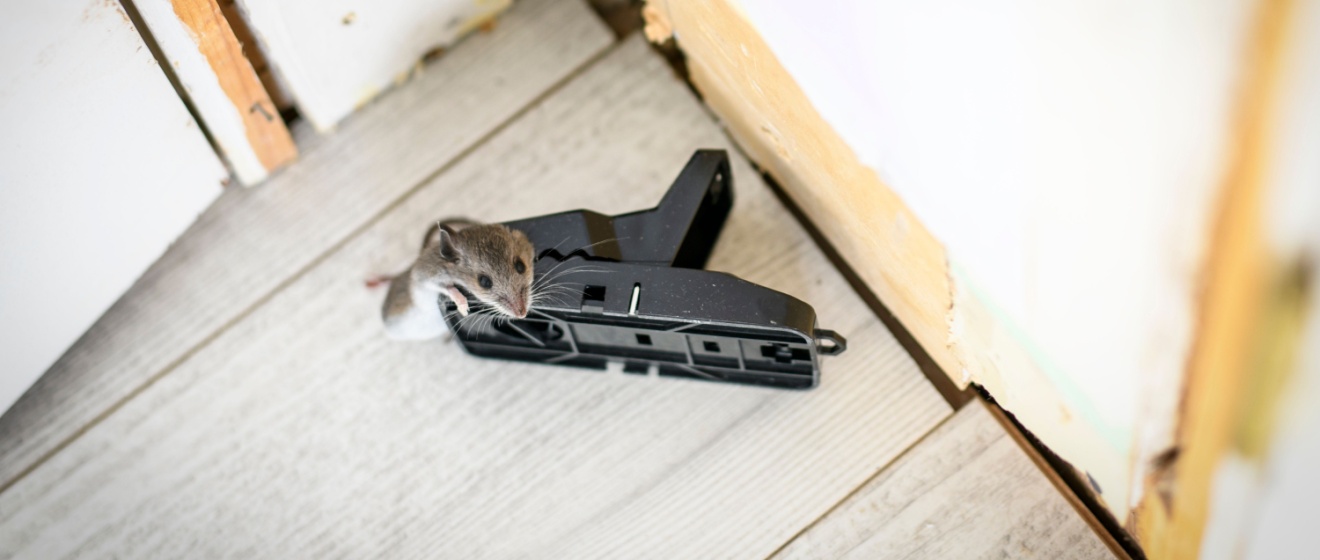 Top 5 Rodent-Proofing Tips for NYC Apartment Buildings