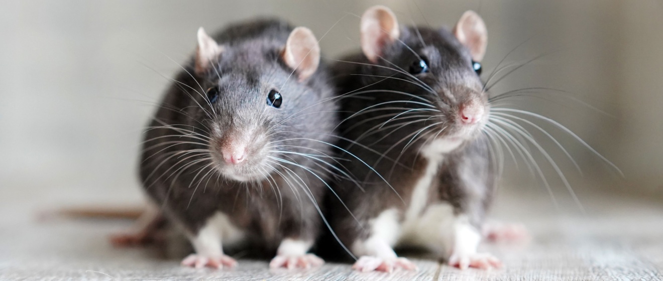 The Hidden Dangers of Rodent Infestations in Commercial Spaces