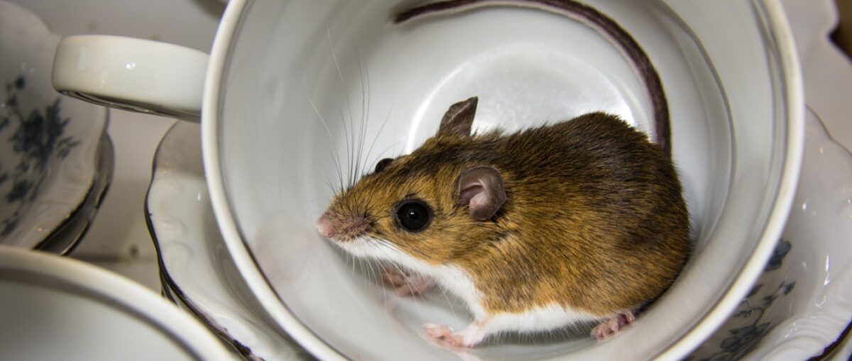 Mice Prevention Strategies for New York Restaurants